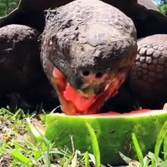 Une tortue  qui a faim de pastèques