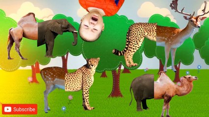Farm Animals with Wrong Body Funny Animals Video for Kids Finger family Rhymes Learn Farm Animals