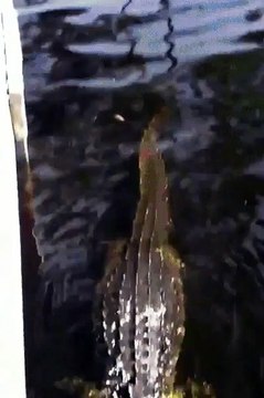 En Floride, on se fiche pas mal des crocodiles quand on nage