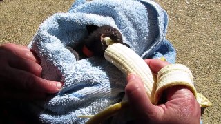 Une chauve-souris en convalescence s'empiffre des bananes