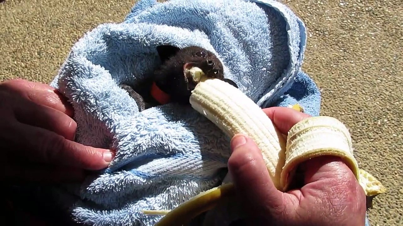 Une chauve-souris en convalescence s'empiffre des bananes