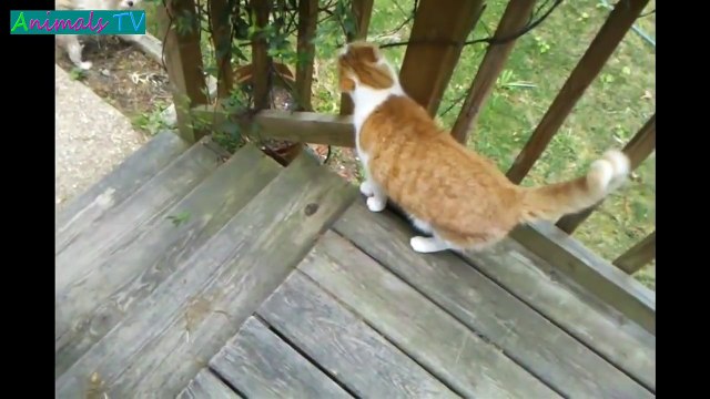 Funny Dogs Annoying Cats Compilation, Try Not To Laugh Dogs and Cats Videos, Animals TV