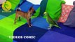Funny Animals | Funny Parrots Annoying Dogs | Funny Puppies and Parrots Compilation