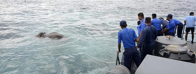 Un éléphant secouru dans la mer au Sri Lanka