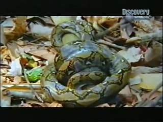 Piton ve Kobra'nın Nefes Kesen Mücadelesi !!