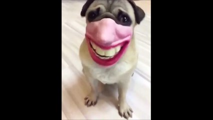Ce chien a fait notre journée avec son masque de bouche