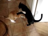 chats figth