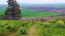 Relax Video with Nature Sounds Views from Pine Ridge, Trail Kamiak Butte Trailer