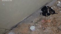 Stray Puppies Rescued From Drain Pipe
