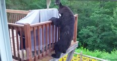 Bear on a Mission Climbs Up House's Deck in Montgomery