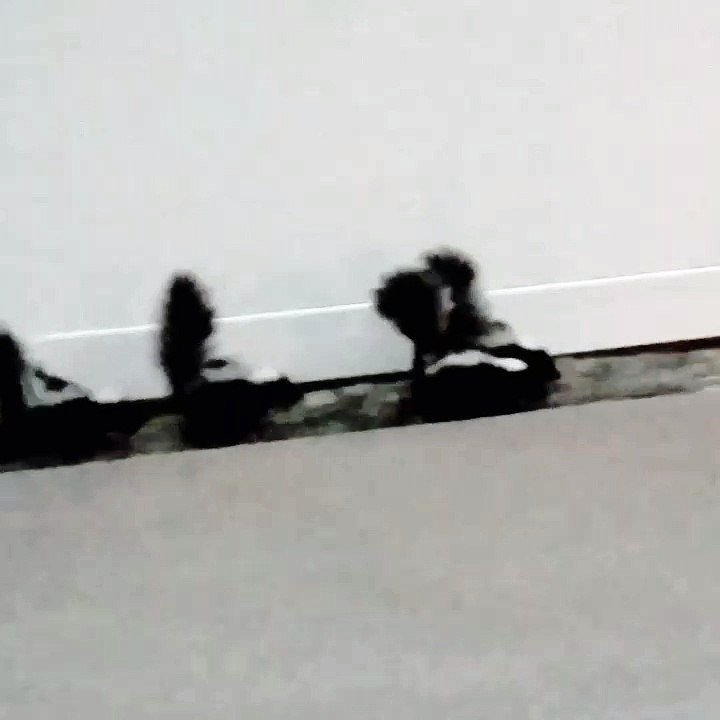 Baby Skunks