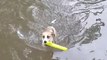 Dog Takes Swim in Illinois Floodwater