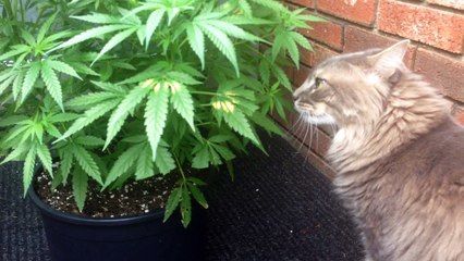 Willy The Cat Eats Marijuana Plant