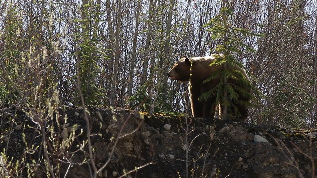 Bear Vigorously Scratching Back on Little Tree