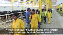 Boycott-busting bovines begin arriving in Qatar