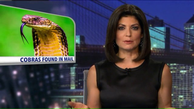 Live Snakes Found in Package at JFK Airport