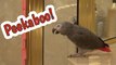 Clever parrot plays peekaboo with imaginary friend