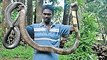 King Cobra Mafia The world's largest venomous snake - Best Snake Documentary 2016