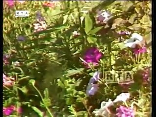 Biya ya starge sary de_بيا يا سترګِي سره... - Abdullah muquri عبدالله مقرى