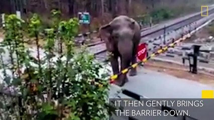 Un éléphant défie la signalisation routière !