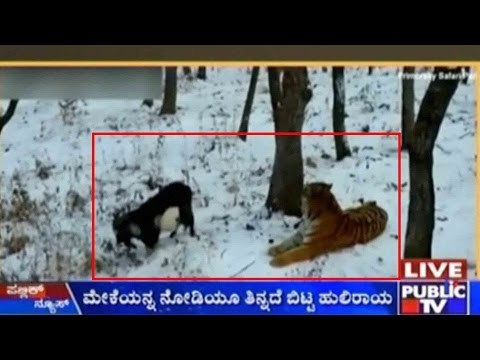 Tiger And Goat Best Friends In Russian Eastern Safari