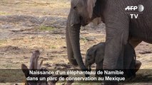 Naissance d'un éléphanteau de Namibie au Mexique