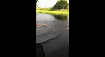 Des enfants nagent avec un alligator.