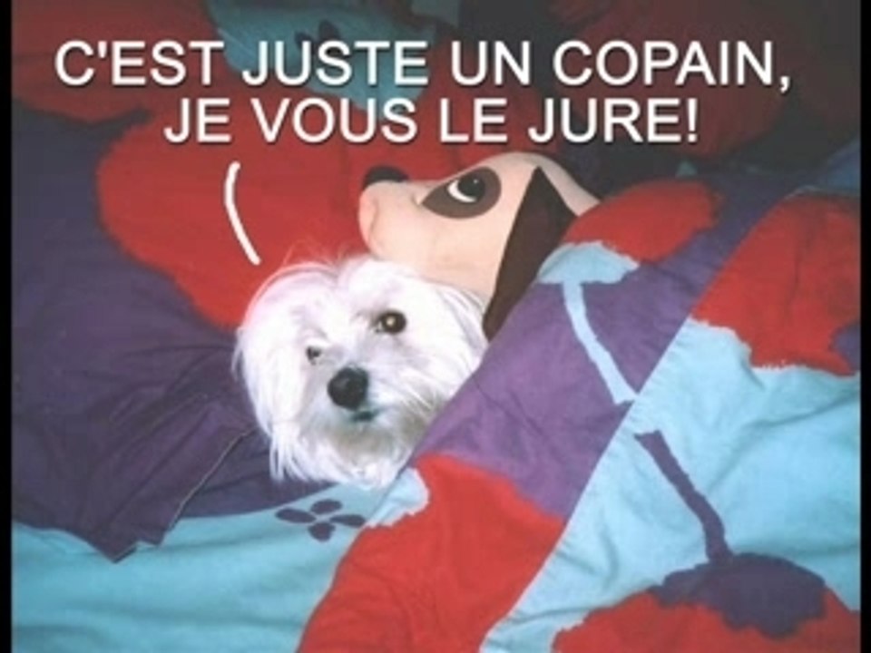 mon chat et sa cousine