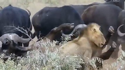 Lufta brutale midis luanëve dhe bufalove, por triumfuesit s’janë ata që mendoni