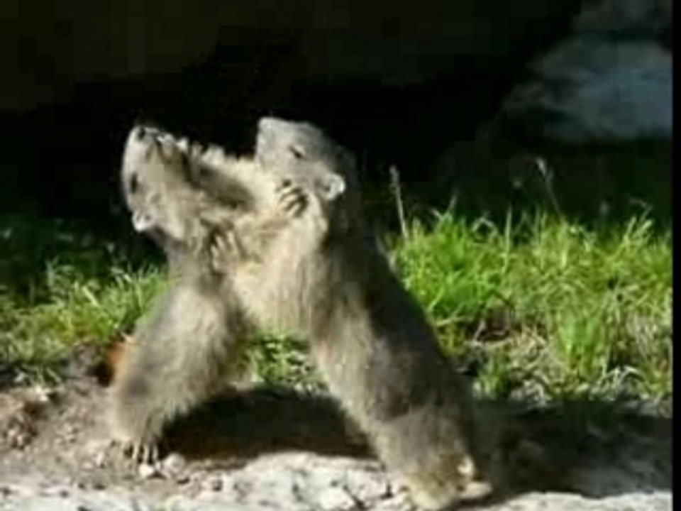 17 juil 06 Ils s'éclatent !