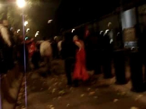 Loups gris à Bruxelles