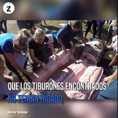 Tres tiburones blancos  Han aparecido en la costa de Sudáfrica