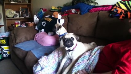 Funny Pet & Animal Clips & Bloopers Weekly Compilation 2016 | Funny Pet Videos