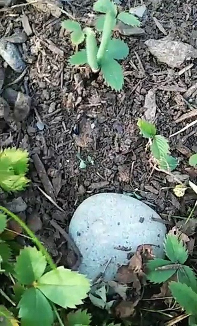 ⁣WOW! Killer Ant Colony Kills Ants