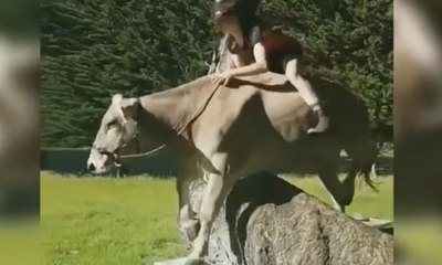 Gagal Dapat Kado Kuda, Sapi Pun Dilatih untuk Melompat