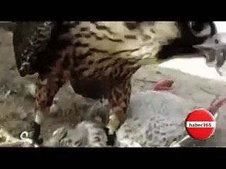 Zavallı Köpek Ne Olduğunu Anlayamadı