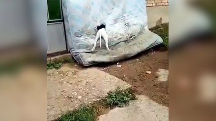 Des chiots ont trouvé une super cachette !