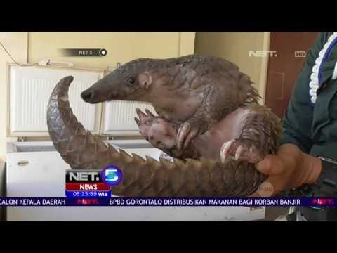 200 Kilogram Daging Trenggiling Disita - NET 5