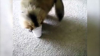 Cet idiot de chat se coince la tête dans un gobelet