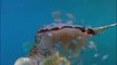 Une tortue dévore une méduse - Scène rare jamais filmée