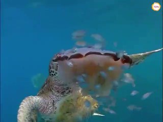 Une tortue dévore une méduse - Scène rare jamais filmée