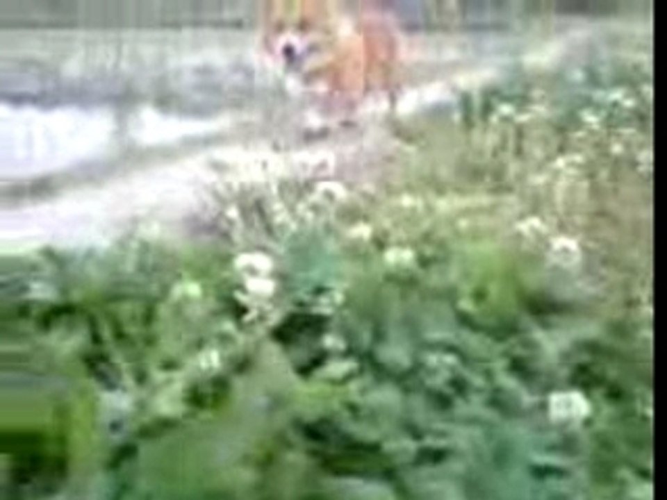 ラッキーの散歩