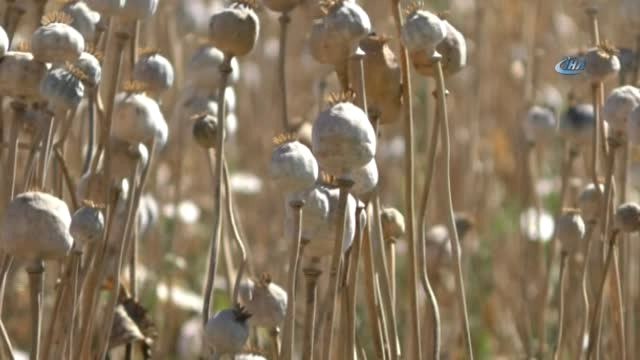 Afyonkarahisar'da Haşhaş Hasadı Başladı