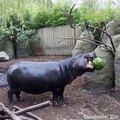 Chowing down on a watermelon