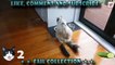 Cats Scared of Cucumbers Compilation - Try Not To Laugh - Funny Cats 2016