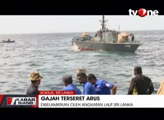 Penyelamatan Gajah yang Terseret Laut  Oleh Anggota AL