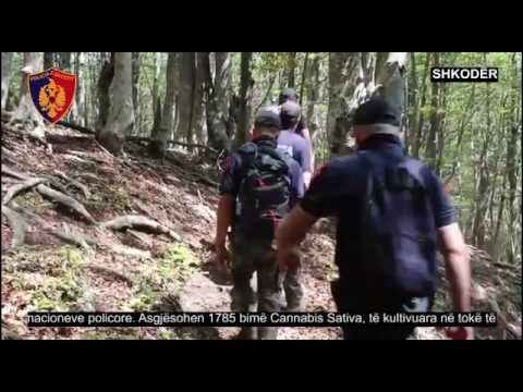 Video/ Shkodër, sekuestrohen 1785 bimë kanabis