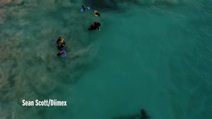 Hàng trăm cá mập săn mồi bu đen bãi biển Australia