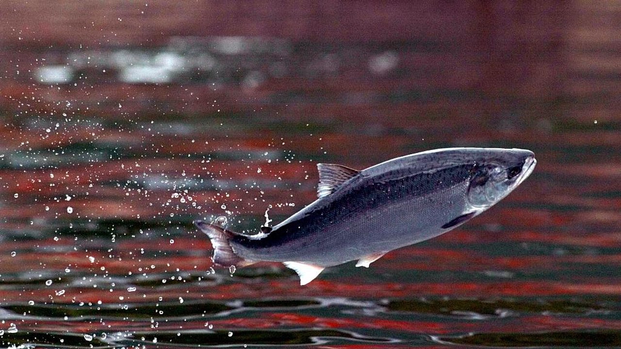 4-Jähriger fängt einen 19 Kilogramm schweren Fisch