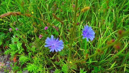 ballade chemins de traverses